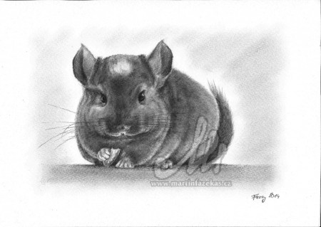 Činčila, A4